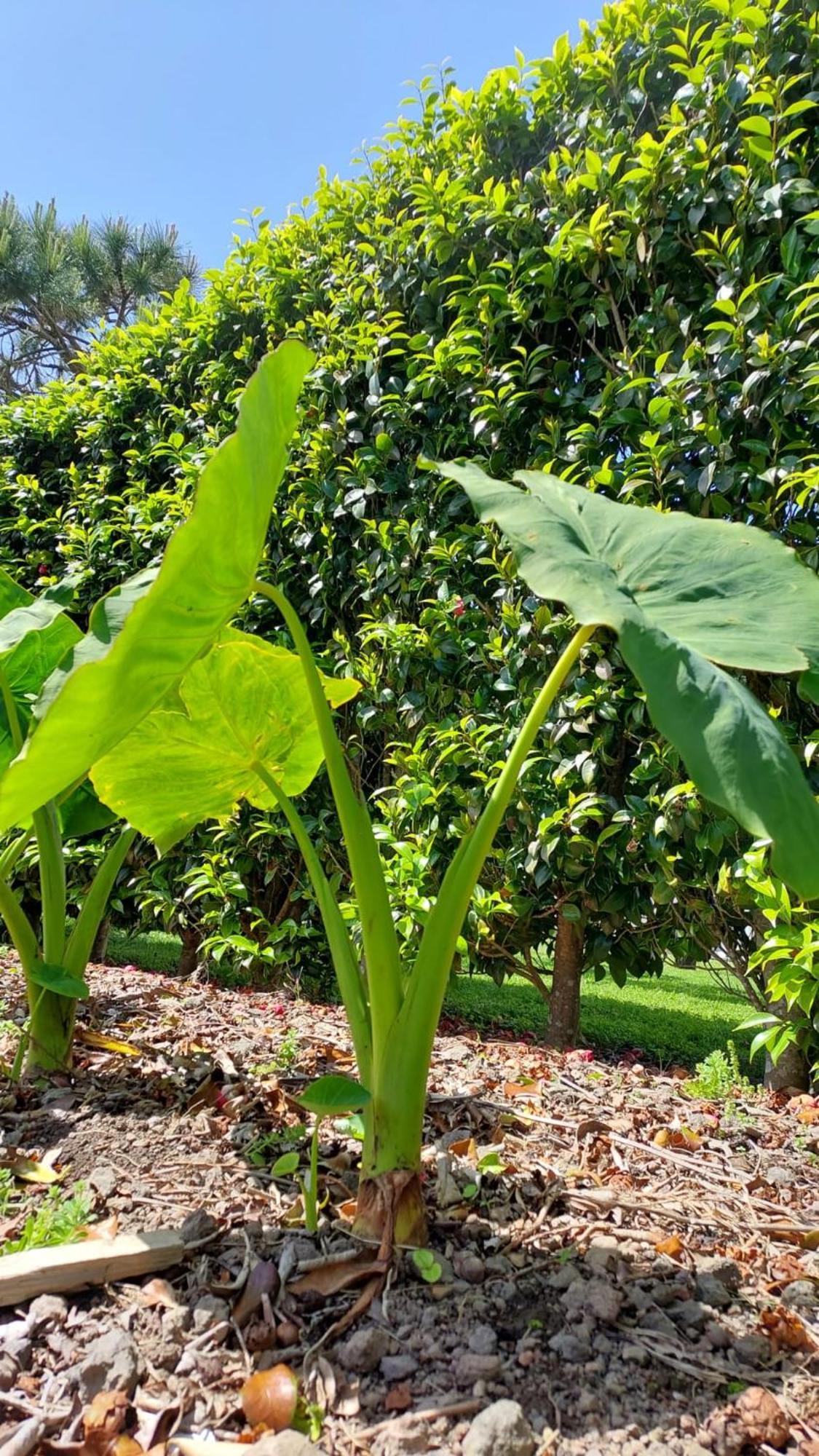 Retiro Das Camelias 1 Lajes das Flores Eksteriør bilde
