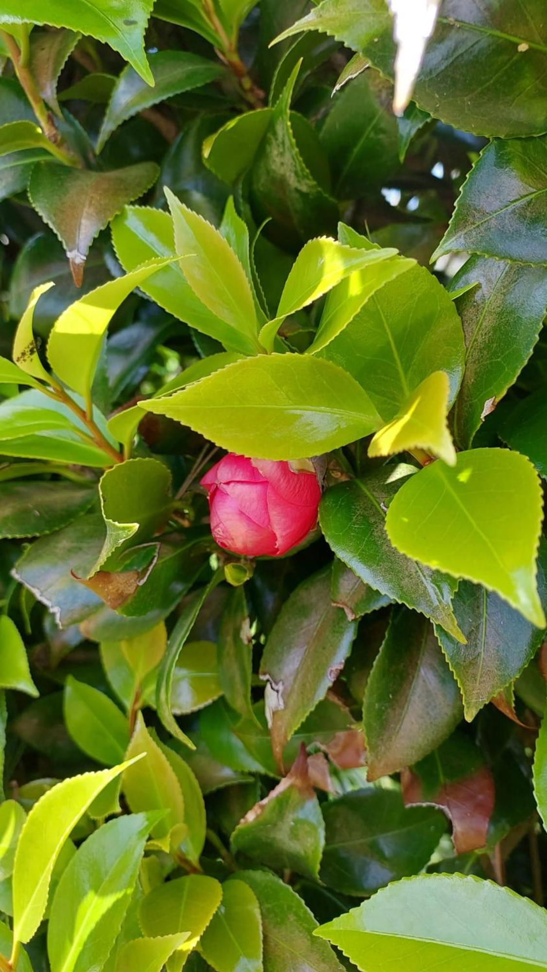 Retiro Das Camelias 1 Lajes das Flores Eksteriør bilde
