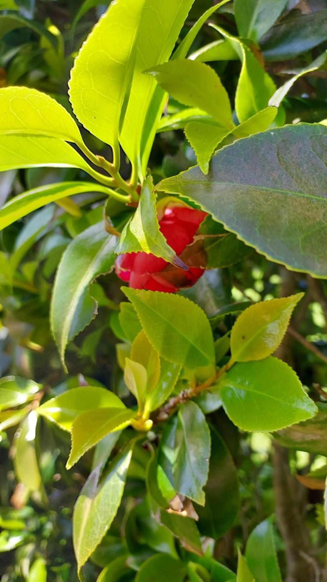 Retiro Das Camelias 1 Lajes das Flores Eksteriør bilde