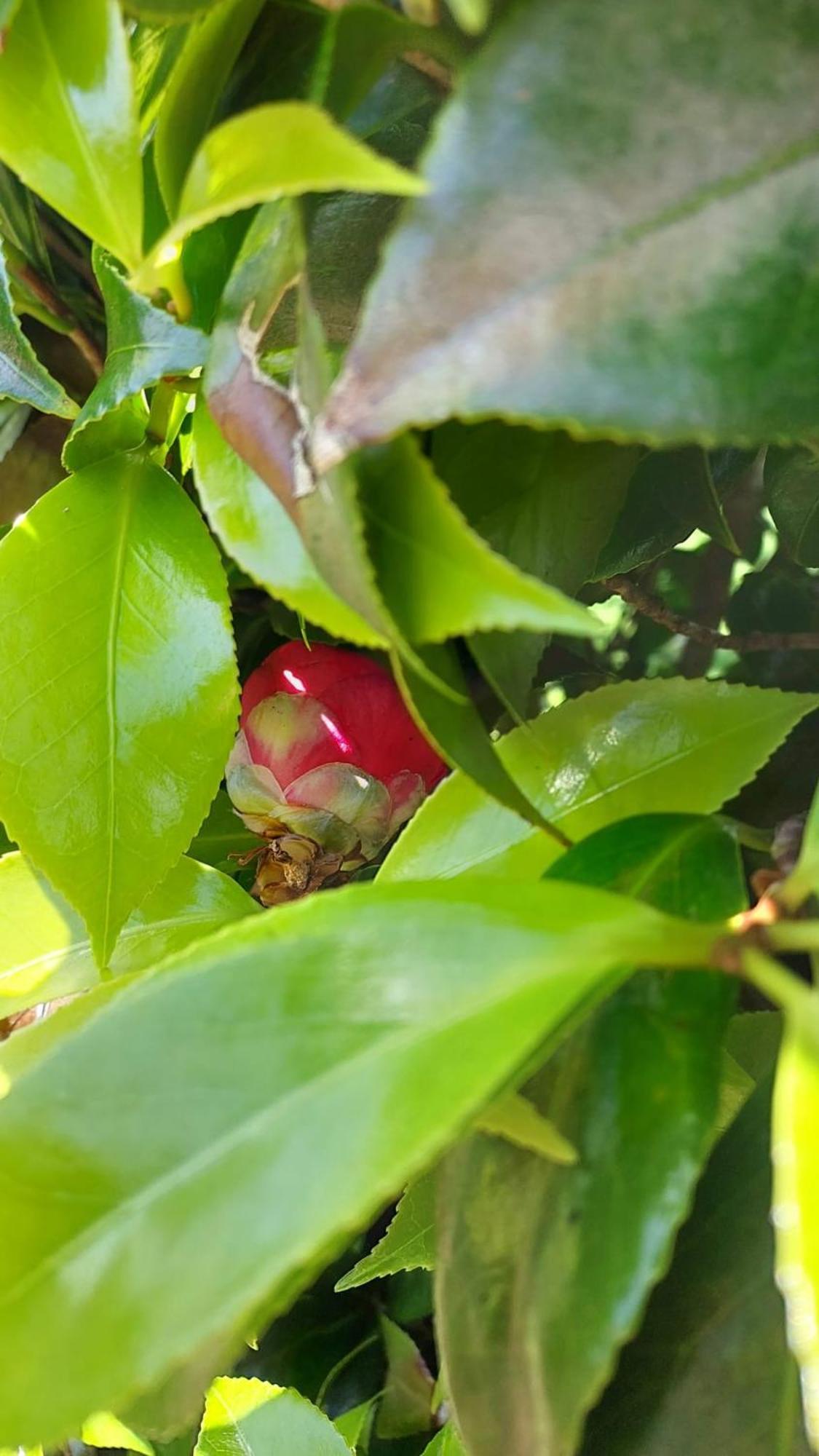 Retiro Das Camelias 1 Lajes das Flores Eksteriør bilde