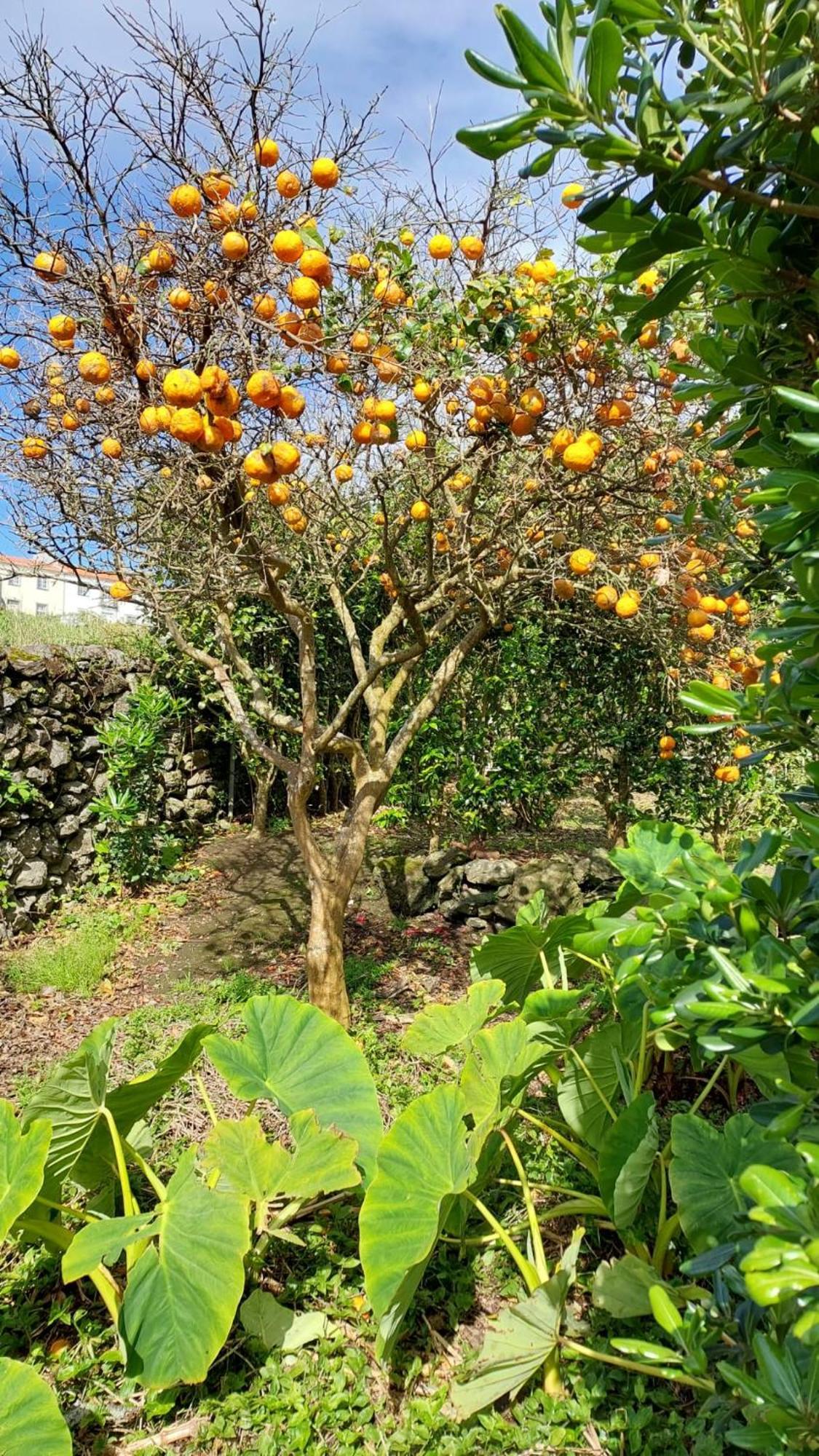 Retiro Das Camelias 1 Lajes das Flores Eksteriør bilde