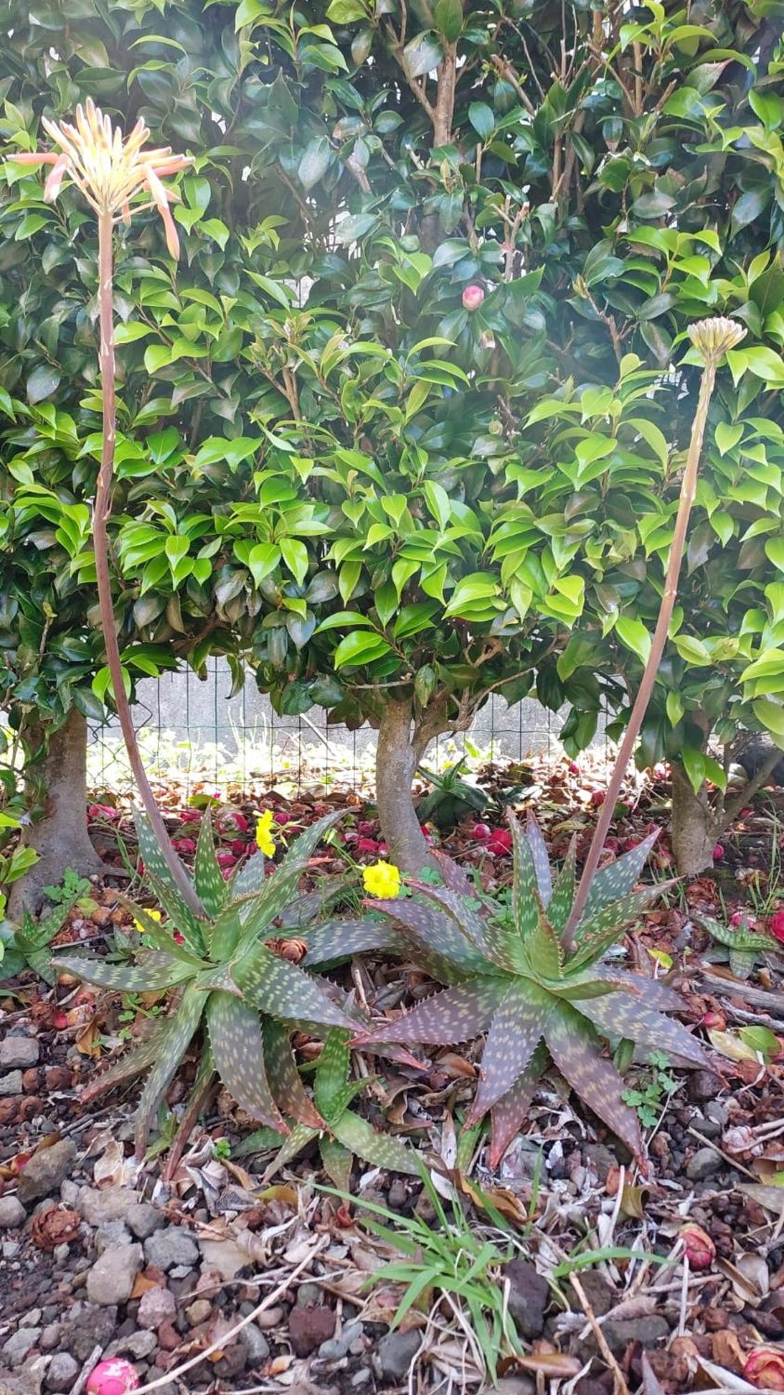 Retiro Das Camelias 1 Lajes das Flores Eksteriør bilde